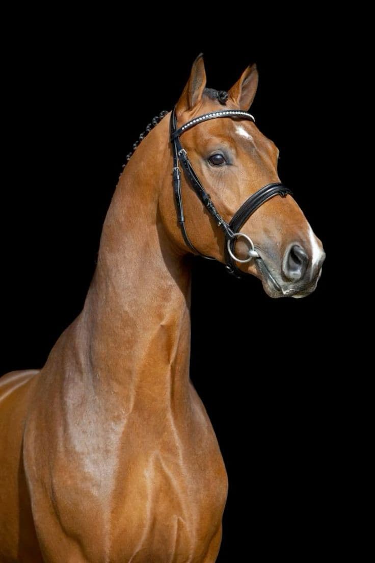 Portorico, cheval de CSO