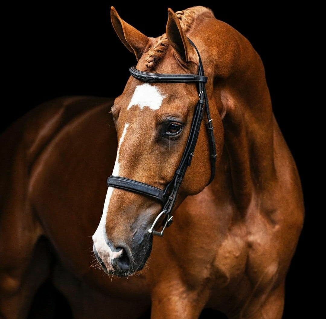 Vincento, cheval de Dressage